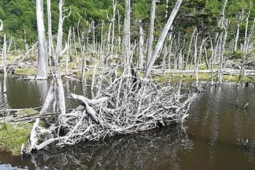 ¿Por qué para conservar ecosistemas, a veces, hay que matar animales?