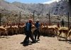 En Santa Cruz ya hay más guanacos que ovejas