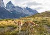 El gobierno nacional ahora promueve el aprovechamiento del guanaco