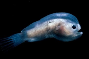 El sexo inusual de los peces anzuelo