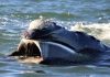 El curioso hábito en las ballenas de Península Valdés