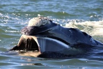 El curioso hábito en las ballenas de Península Valdés