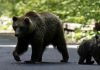 Rumania duplica sus cuotas de caza de osos