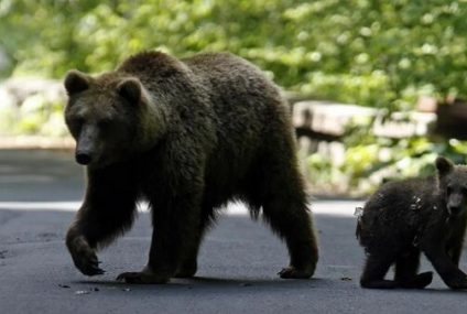 Rumania duplica sus cuotas de caza de osos