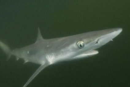 Tiburones con cocaina