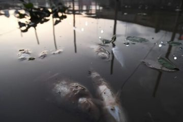 La llamativa aparición de peces muertos en el Puerto de Santa Fe