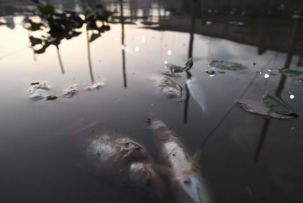 La llamativa aparición de peces muertos en el Puerto de Santa Fe