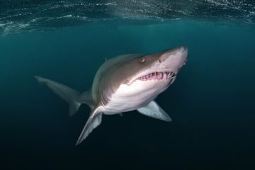 El proyecto Conservar Tiburones en Argentina