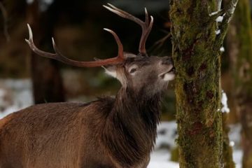 El control de la fauna que amenaza la biodiversidad