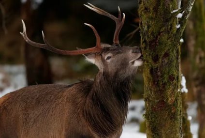 El control de la fauna que amenaza la biodiversidad