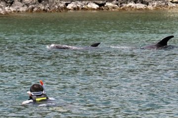 Ataques de delfines en Japón