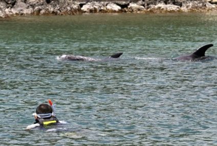 Ataques de delfines en Japón