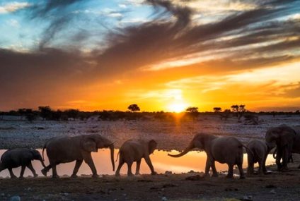 Namibia sacrificará fauna salvaje para alimentar a la población