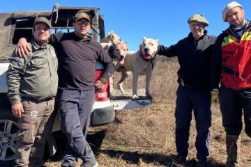 El dogo en la caza del Jabalí