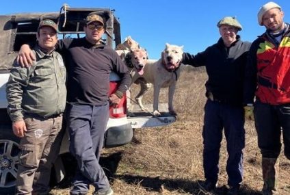 El dogo en la caza del Jabalí