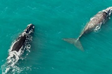 Ballenas en Miramar