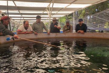 Novedoso sistema de cría de pejerreyes en San Juan