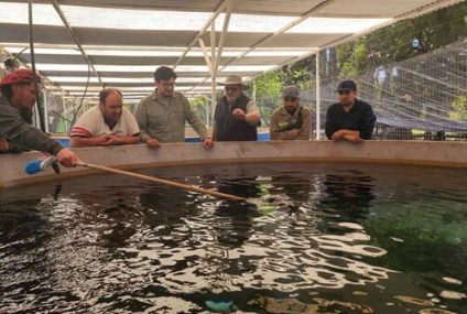 Novedoso sistema de cría de pejerreyes en San Juan