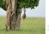 Las fotos de animales más divertidas de 2024