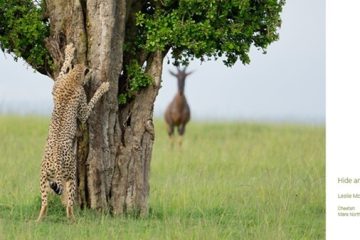 Las fotos de animales más divertidas de 2024