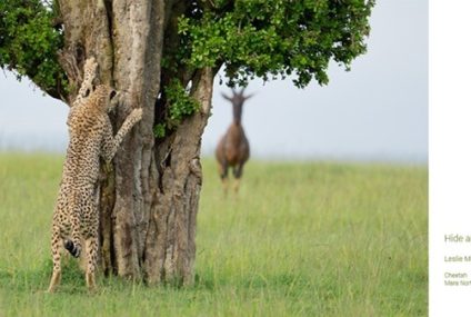 Las fotos de animales más divertidas de 2024