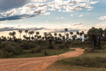 La batalla contra las especies invasoras en Argentina