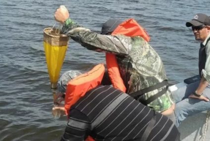 Descubrieron dos nuevas especies de peces en ambientes de Córdoba