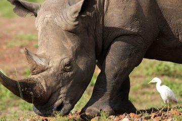 La población mundial de rinocerontes crece a pesar de la caza furtiva