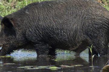 Entre Ríos aumentó el cupo de caza ciervos y jabalíes