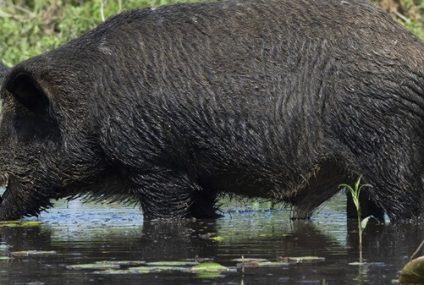 Entre Ríos aumentó el cupo de caza ciervos y jabalíes