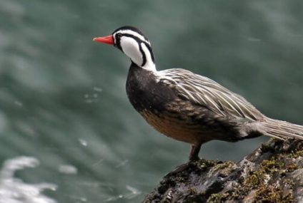 Campaña para el registro ciudadano de especies emblemáticas