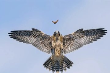 Las fotos ganadoras del Wildlife Photographer of the Year 2024