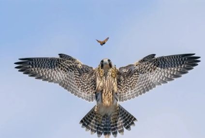 Las fotos ganadoras del Wildlife Photographer of the Year 2024