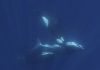 Un video muestra como un grupo de orcas caza al pez más grande del mundo