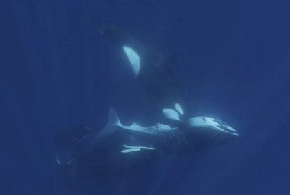 Un video muestra como un grupo de orcas caza al pez más grande del mundo