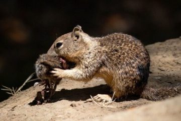 Sorprendente hallazgo: las adorables ardillas aman comer ratones