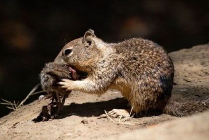 Sorprendente hallazgo: las adorables ardillas aman comer ratones