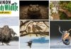 Las fotografías ganadoras del Nikon Comedy Wildlife Awards 2024