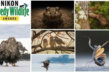 Las fotografías ganadoras del Nikon Comedy Wildlife Awards 2024