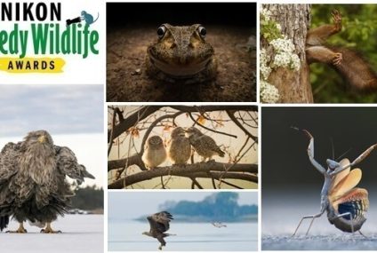 Las fotografías ganadoras del Nikon Comedy Wildlife Awards 2024