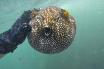 La piraña del Mediterráneo